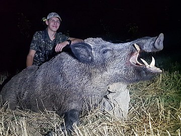 La caza nocturna de jabalíes que dañan cosechas: con visor nocturno y  certeza en los disparos