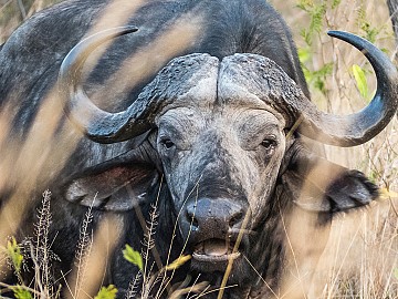 Safari en zimbawe, caza de bÃºfalos