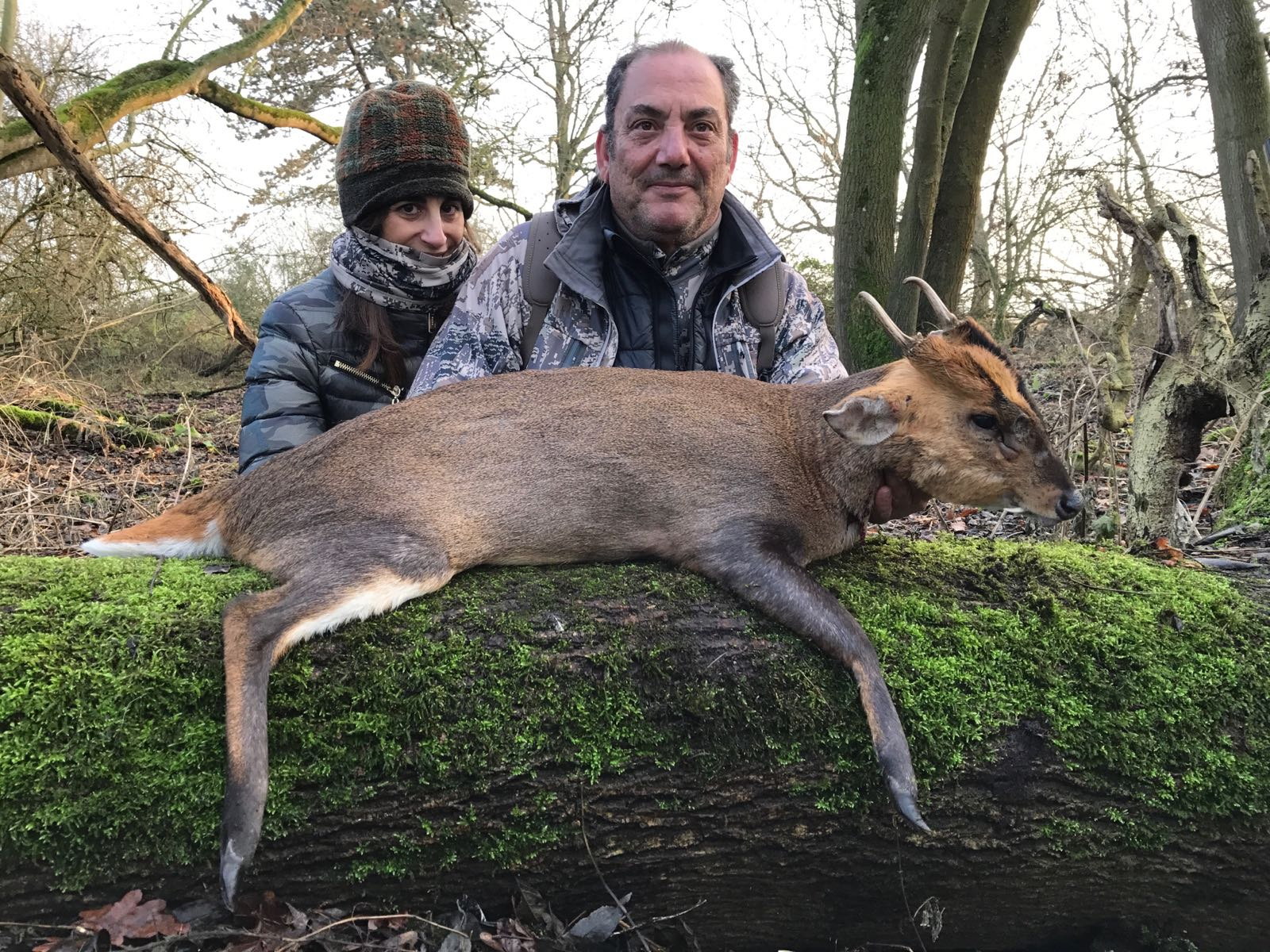 Inglaterra Caza De Muntjac - Cwd