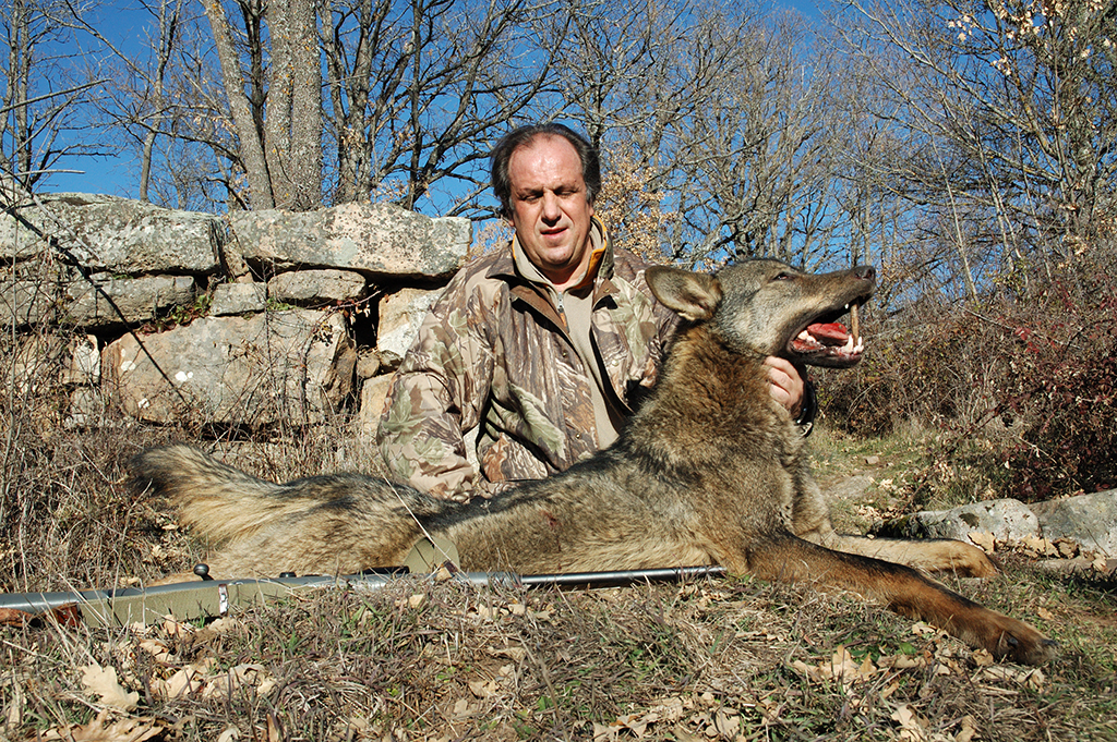 Macedonia Lobo En Espera