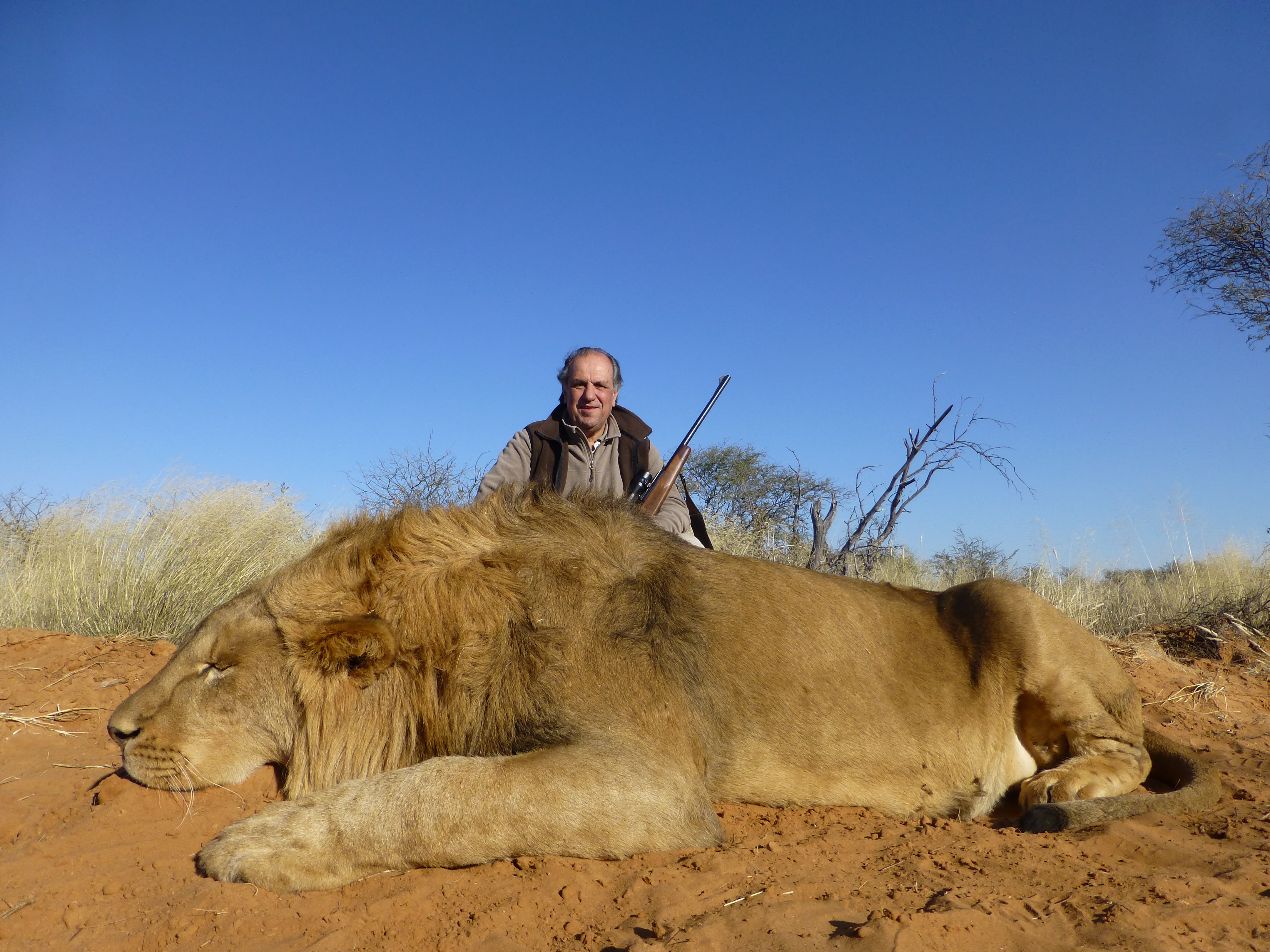 Caza en Sudafrica Leones A La Huella En El Kalahari - de Onís Safaris