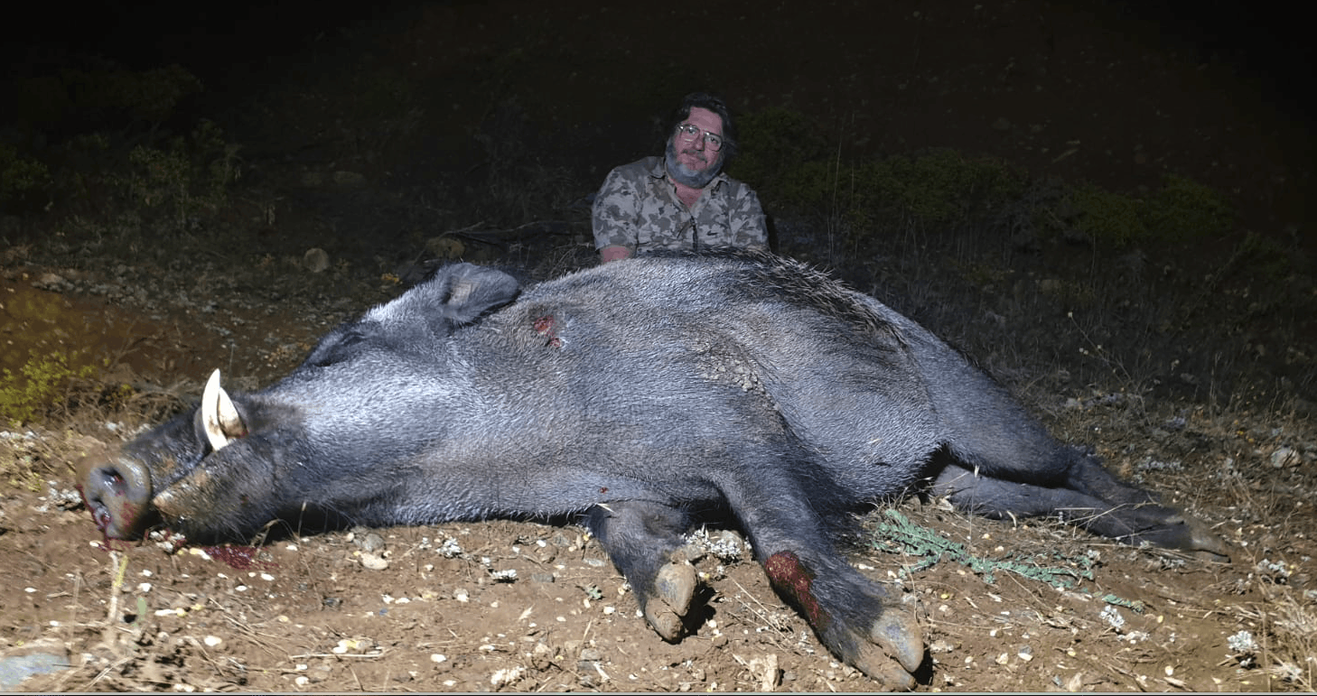 La caza nocturna de jabalíes que dañan cosechas: con visor nocturno y  certeza en los disparos